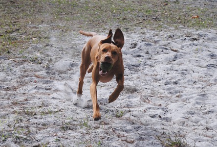 smoothie dog park 011