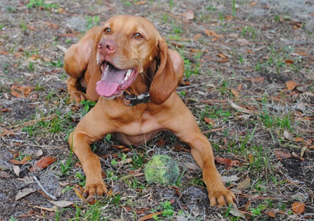 smoothie dog park 020