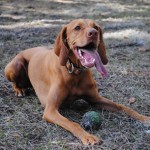 vizsla