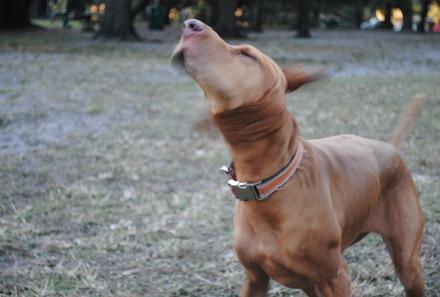 dog park 040