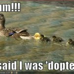 funny-pictures-adopted-duck-water