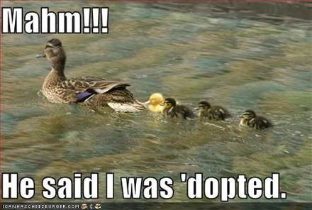funny-pictures-adopted-duck-water