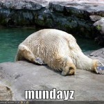 funny-pictures-monday-polar-bear