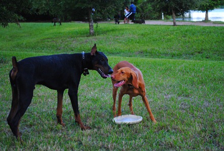 sadie dog park 016