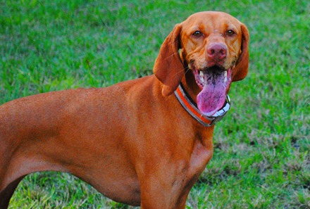 sadie dog park 018