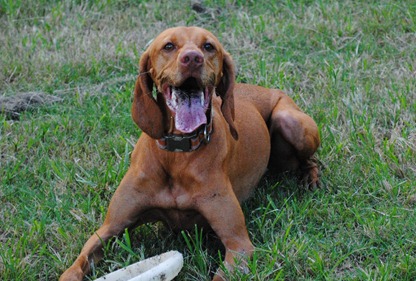 sadie dog park 019