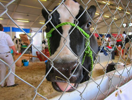 strawberry festival 026