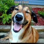 funny-dog-pictures-dog-is-in-a-good-mood funny-dog-pictures-dog-is-in-a-good-mood