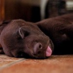 sleepingpuppy sleepingpuppy