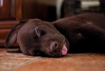 sleepingpuppy