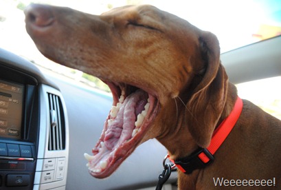 dog park 011