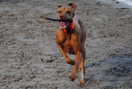 dog park 016