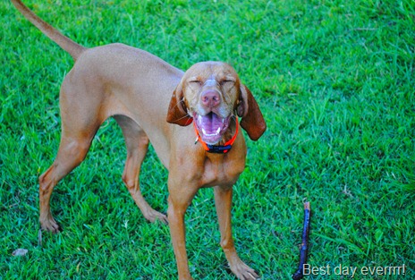 dog park 019