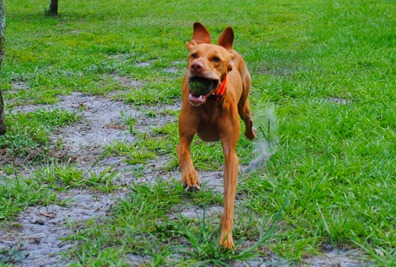 italian meatload 019