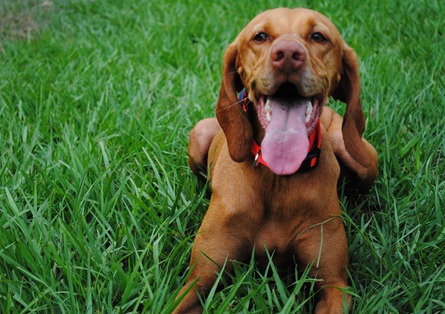 italian meatload 021