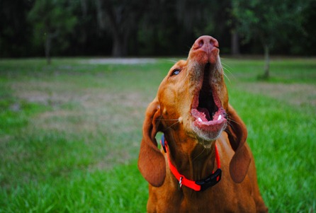 italian meatload 026