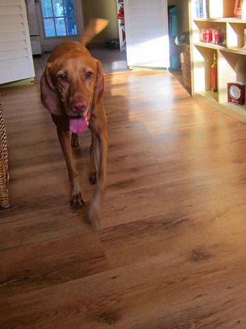 sadie orange collar 037