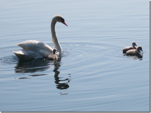 baby swans at lake eola 007