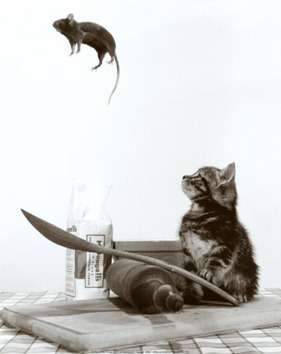 cat mouse