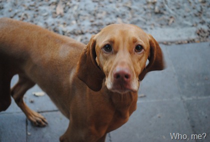 dog park 030