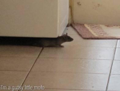 mouse in the house 004
