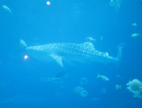 scuba diving with whale sharks georgia aquarium 008