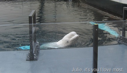 scuba diving with whale sharks georgia aquarium 011