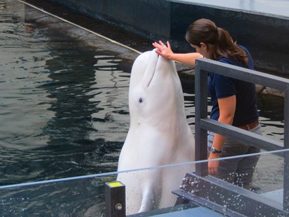 scuba diving with whale sharks georgia aquarium 013