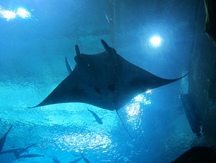 scuba diving with whale sharks georgia aquarium 024