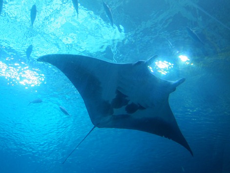 scuba diving with whale sharks georgia aquarium 027