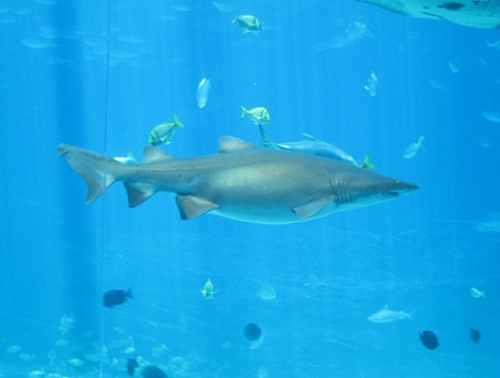 scuba diving with whale sharks georgia aquarium 031