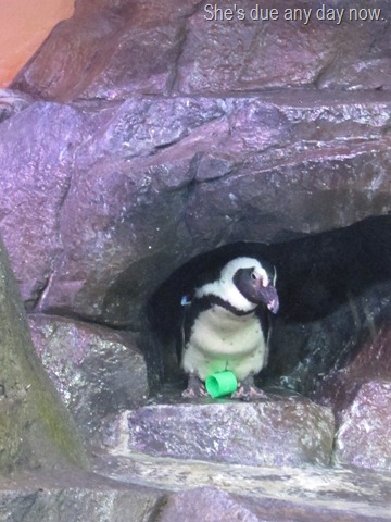 scuba diving with whale sharks georgia aquarium 038