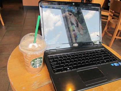 starbucks 013
