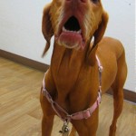 waffle with yogurt 023