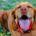 wheat germ cookies 020