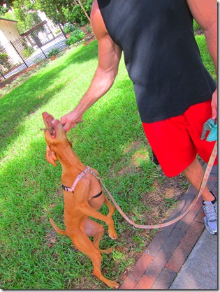 healthy egg mcmuffin with jelly 010