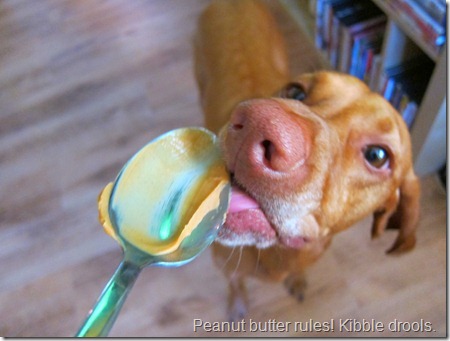 peanut butter dog