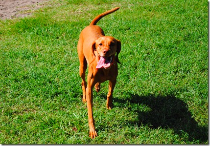 vizsla dog park 015