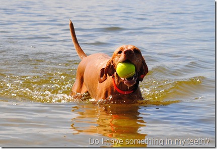 vizsla dog park 032