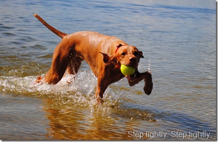 vizsla dog park 033