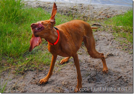 vizsla dog park 038
