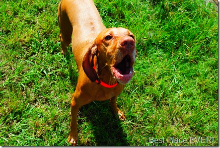 vizsla dog park 052