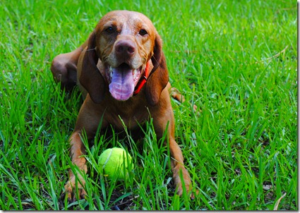 vizsla dog park 074
