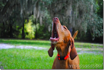 vizsla dog park 078