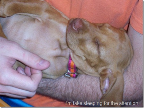 vizsla puppy sleeping