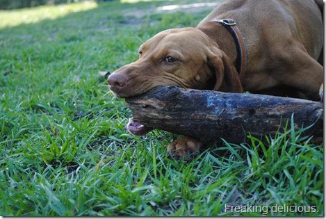 vizsla with stic