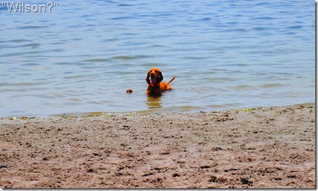 wheat germ cookies 021