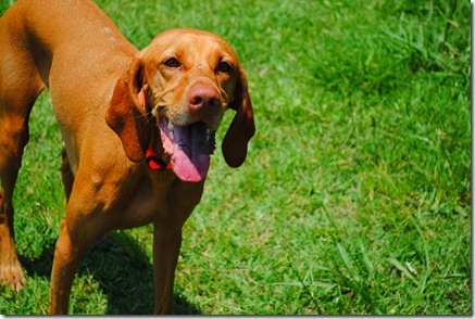 wheat germ cookies 029