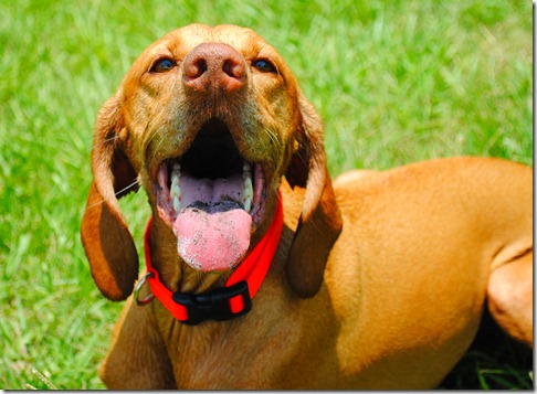 wheat germ cookies 039