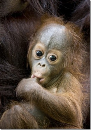baby orangutan